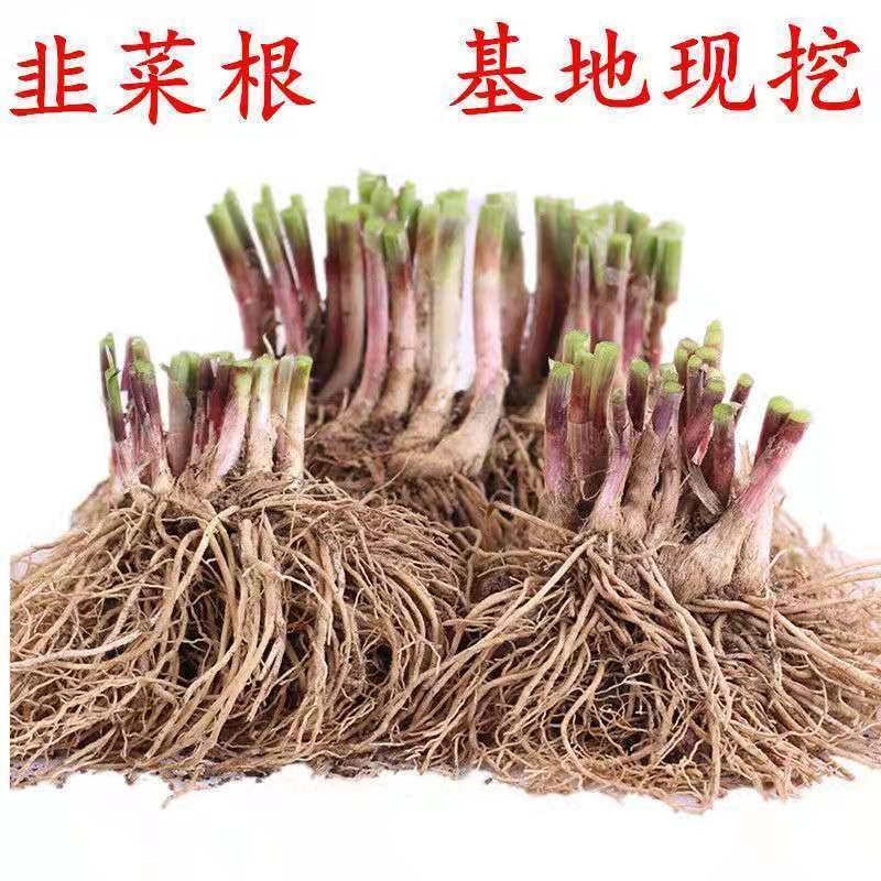 韭菜根盆韭南宫黄韭韭菜产地批发全国一件代发