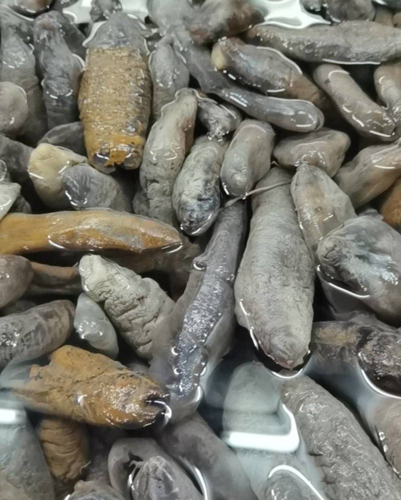 深海大乌参海茄参饭店用参团购用参【支持一件代发】