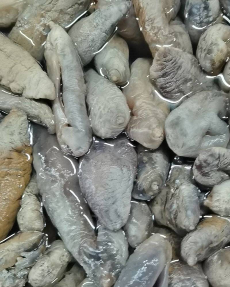 深海大乌参海茄参饭店用参团购用参【支持一件代发】