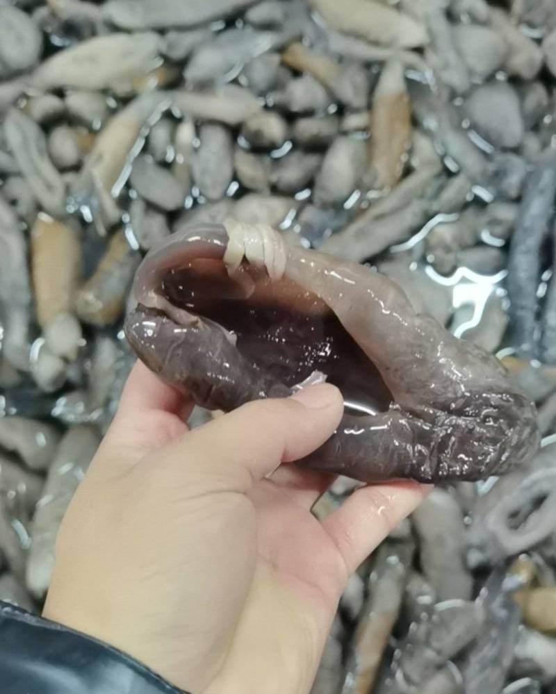 深海大乌参海茄参饭店用参团购用参【支持一件代发】