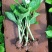 八仙花绣球苗重瓣无尽夏四季开花不断盆栽花观赏