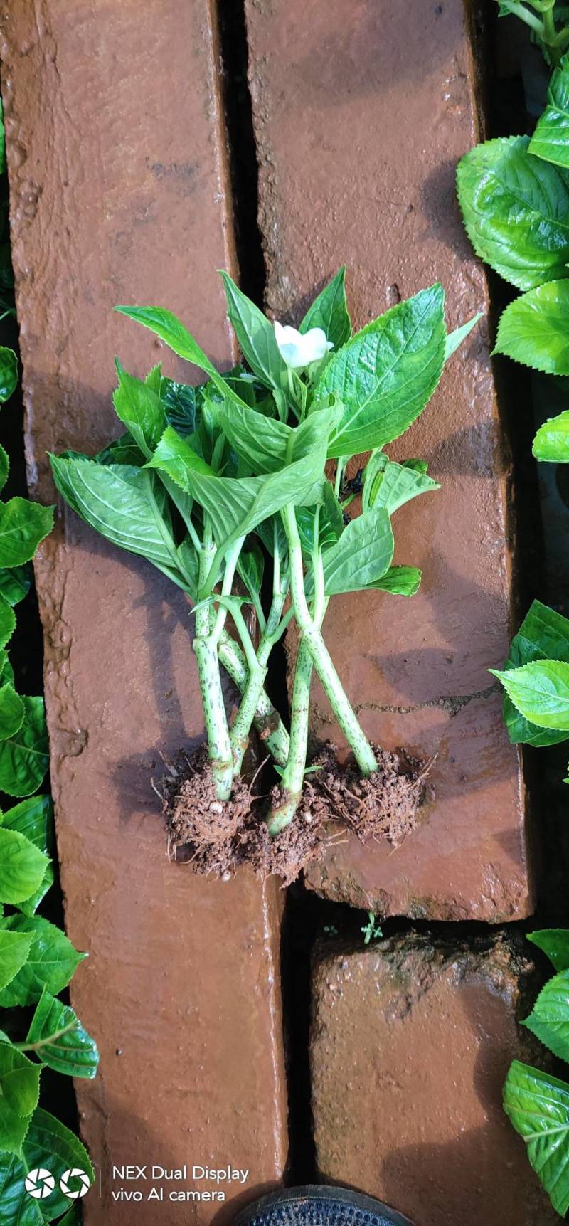 八仙花绣球苗重瓣无尽夏四季开花不断盆栽花观赏