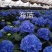 八仙花绣球苗重瓣无尽夏四季开花不断盆栽花观赏
