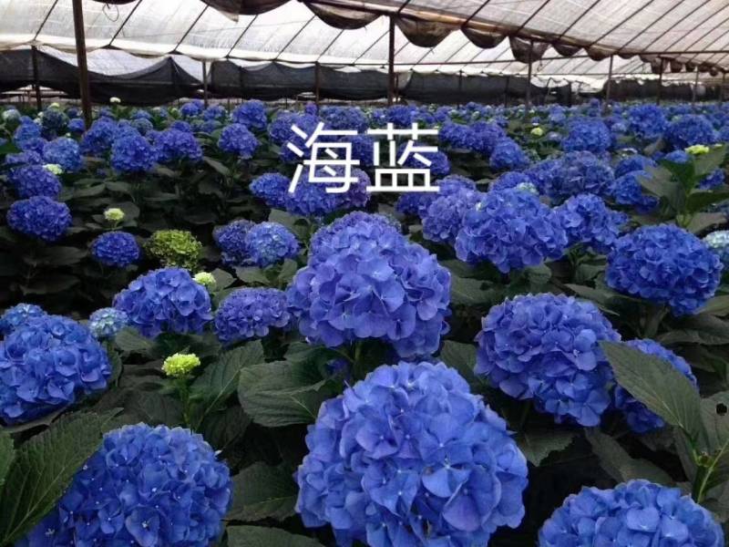 八仙花绣球苗重瓣无尽夏四季开花不断盆栽花观赏