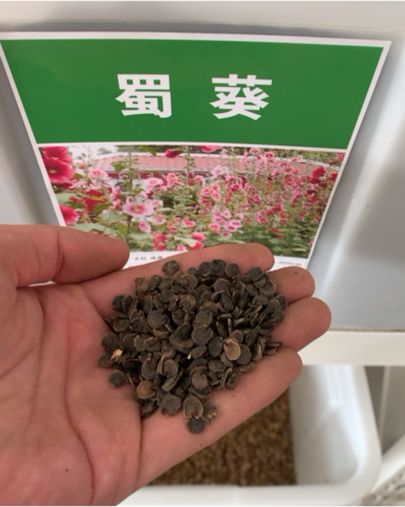 蜀葵种子，蜀葵花种子，当年新种，颗粒饱满，全国发货