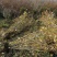 丛生腊梅江苏沭阳基地直供无中间商有需要联系我