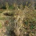 丛生腊梅江苏沭阳基地直供无中间商有需要联系我