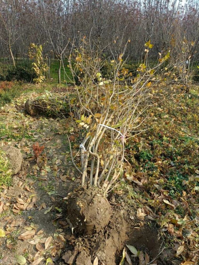 丛生腊梅江苏沭阳基地直供无中间商有需要联系我