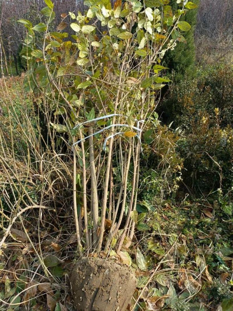 丛生腊梅江苏沭阳基地直供无中间商有需要联系我