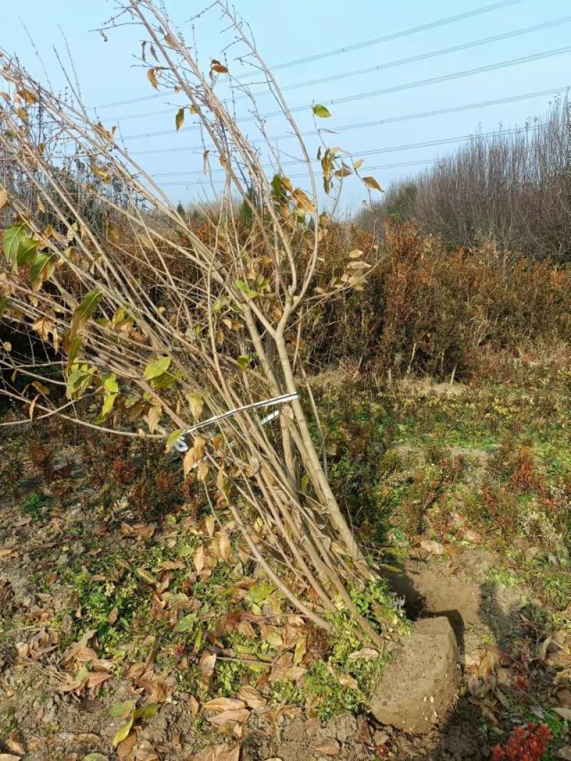 丛生腊梅江苏沭阳基地直供无中间商有需要联系我