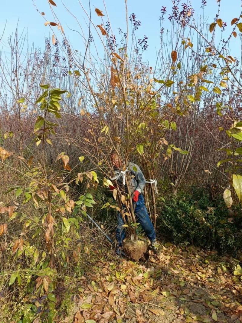 丛生腊梅江苏沭阳基地直供无中间商有需要联系我