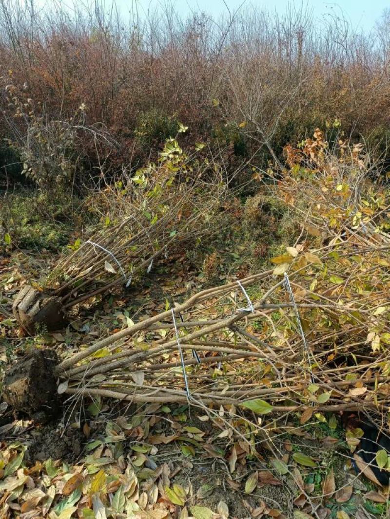 丛生腊梅江苏沭阳基地直供无中间商有需要联系我