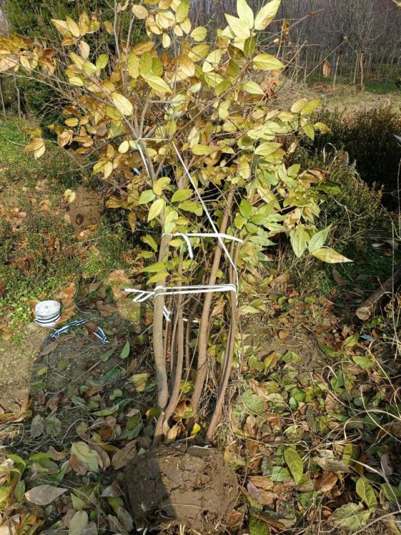 丛生腊梅江苏沭阳基地直供无中间商有需要联系我