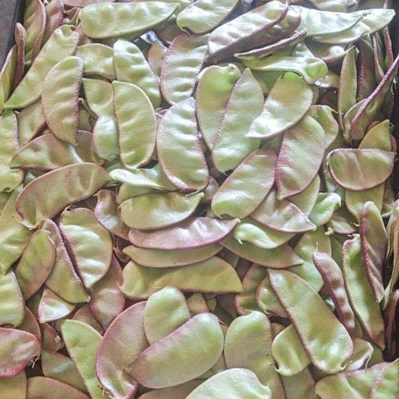 广东精品红豆