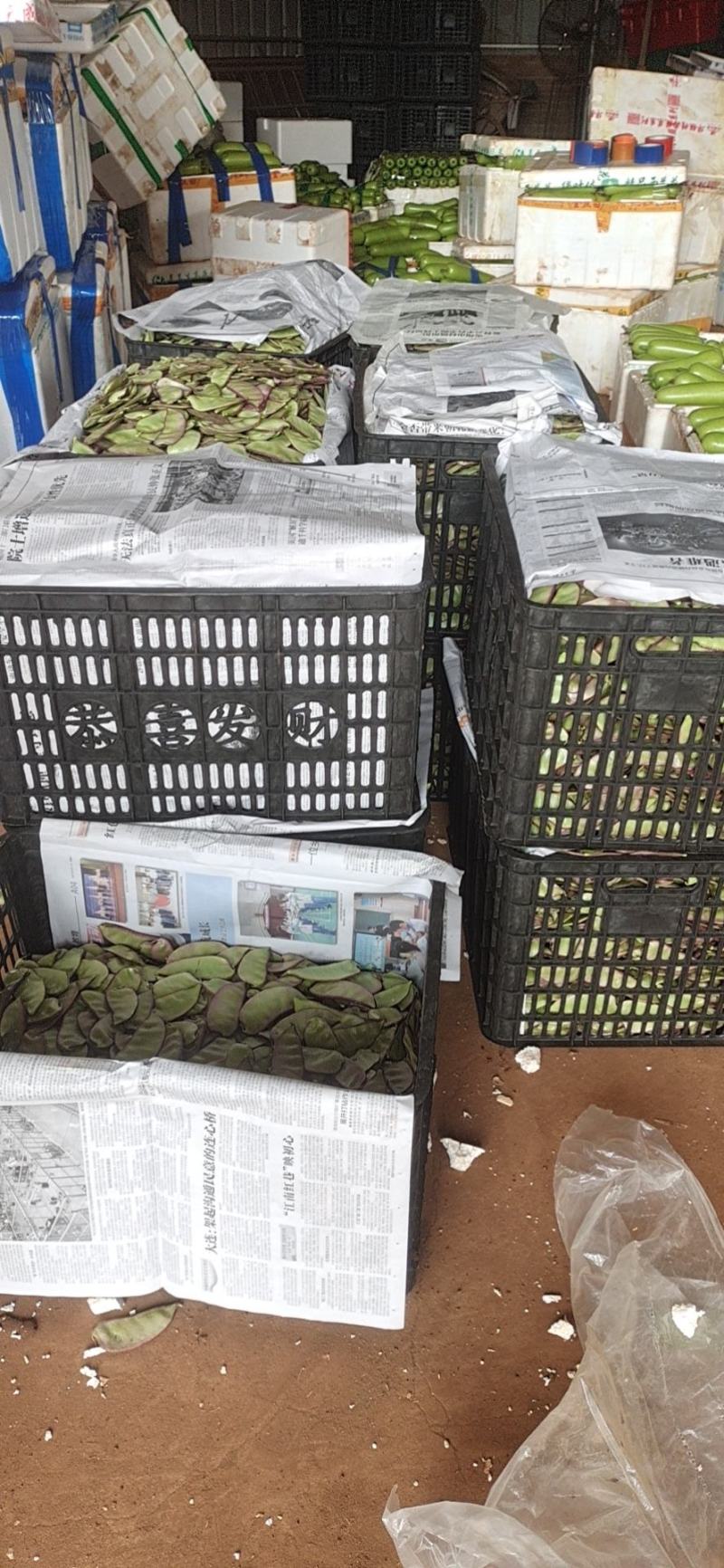 广东精品红豆