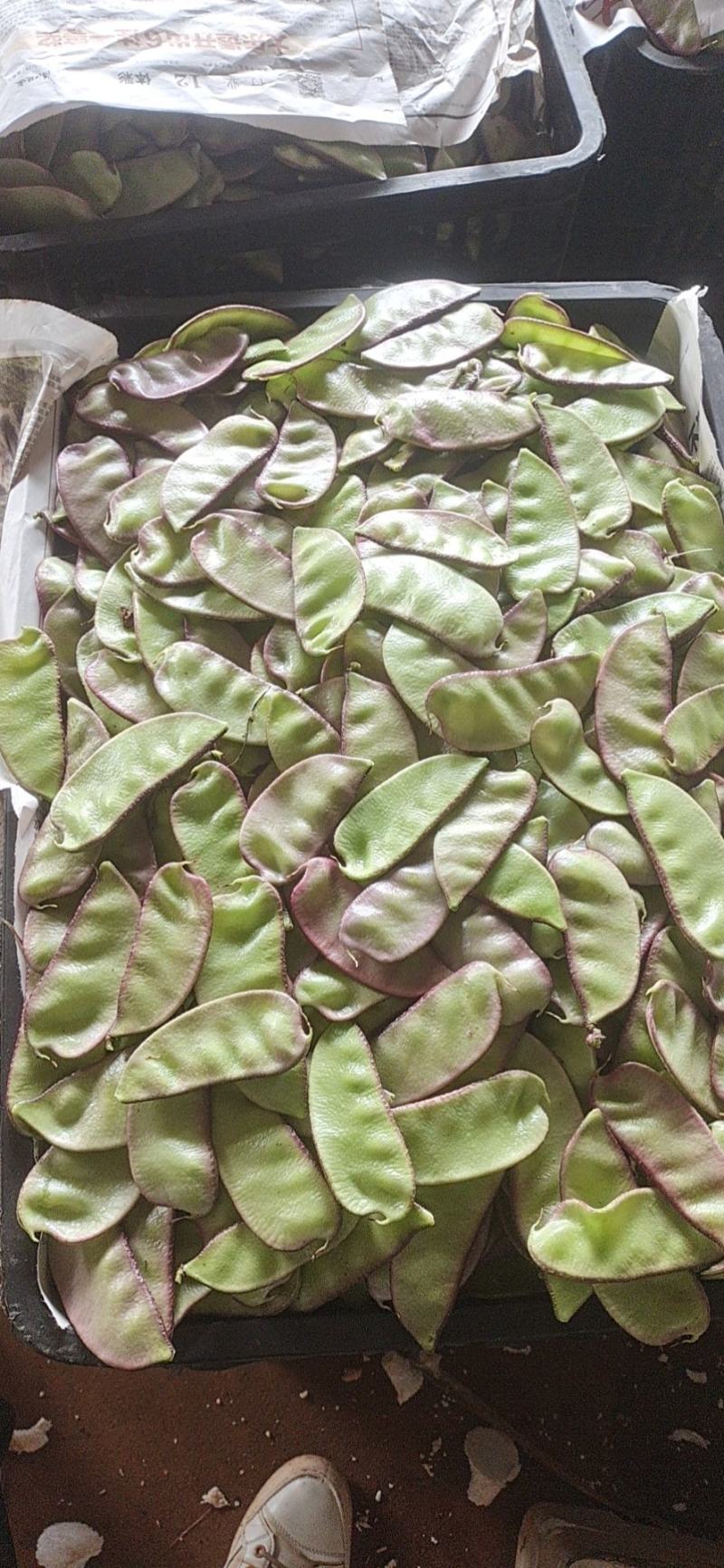 广东精品红豆