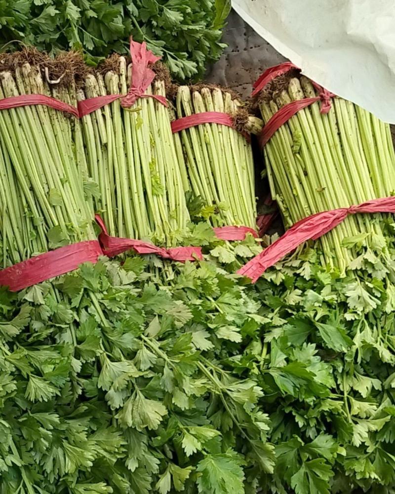 山东兰陵精品小香芹菜，大量供应，产地直发保质保量，货量