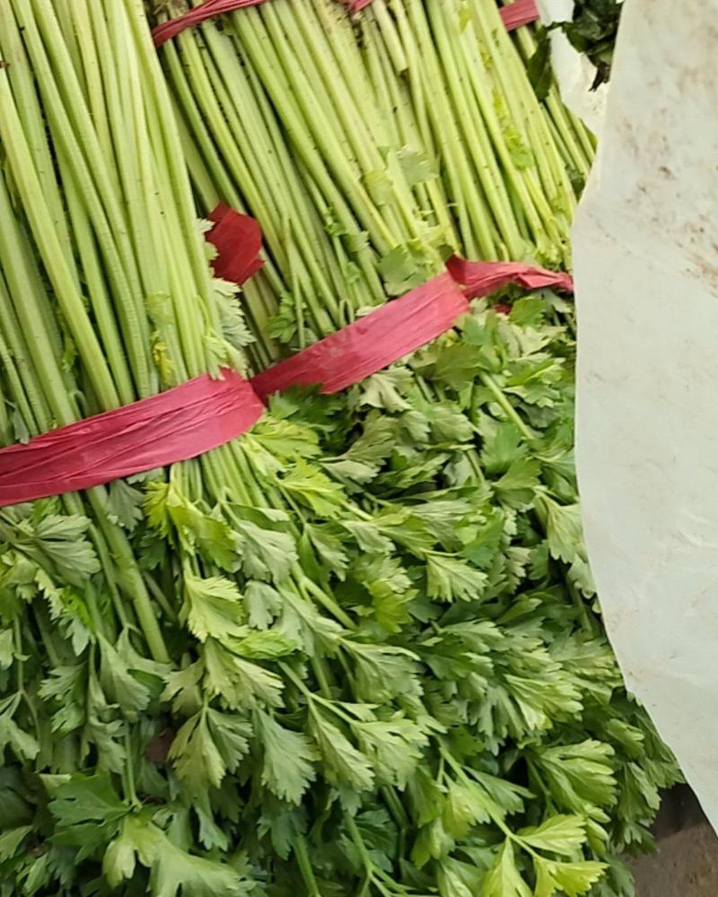 山东兰陵精品小香芹菜，大量供应，产地直发保质保量，货量