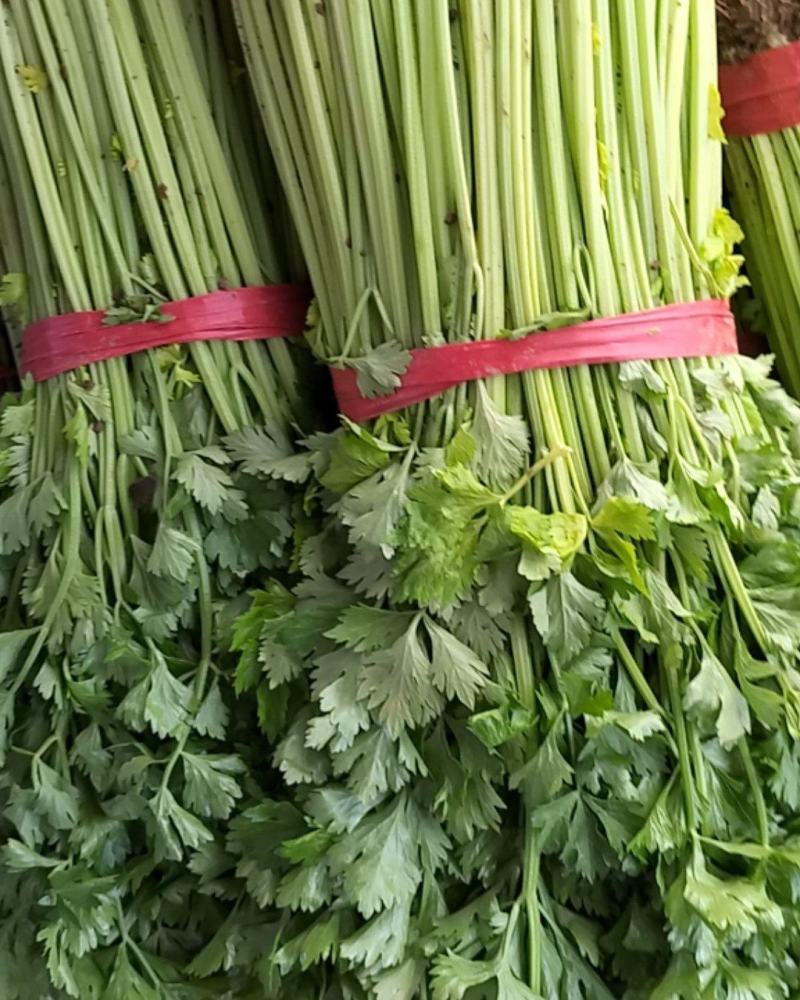 山东兰陵精品小香芹菜，大量供应，产地直发保质保量，货量