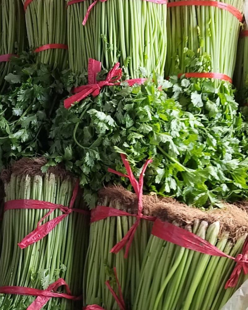 山东兰陵精品小香芹菜，大量供应，产地直发保质保量，货量