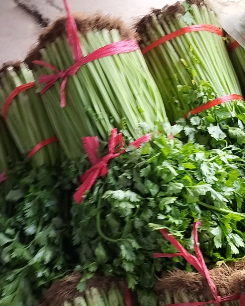 山东兰陵精品小香芹菜，大量供应，产地直发保质保量，货量
