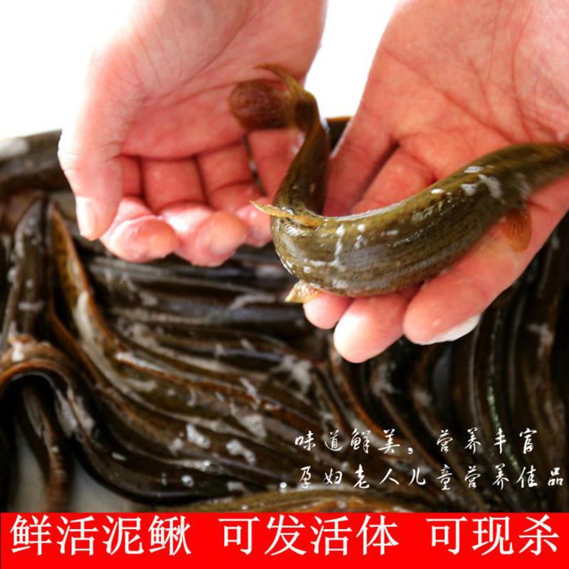 【微山湖泥鳅】鱼活体食用泥鳅现杀小青鳅黄泥鳅段鲜活多规格