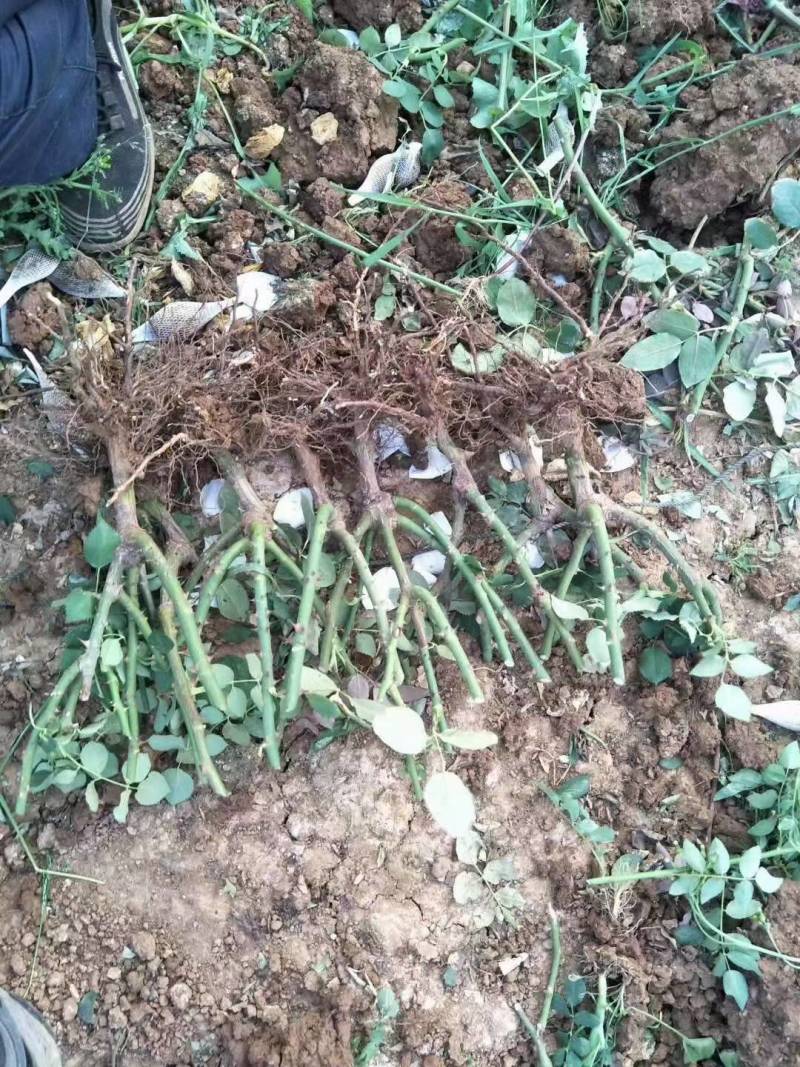 云南月季大苗工程绿化保证质量成活率高基地直供