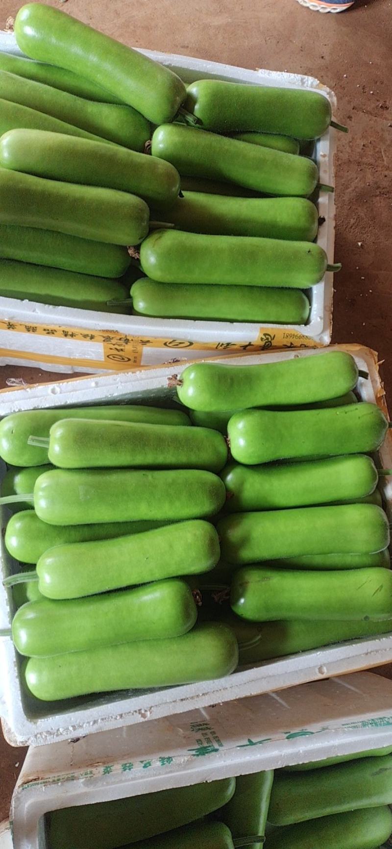 广东精品瓠子瓜