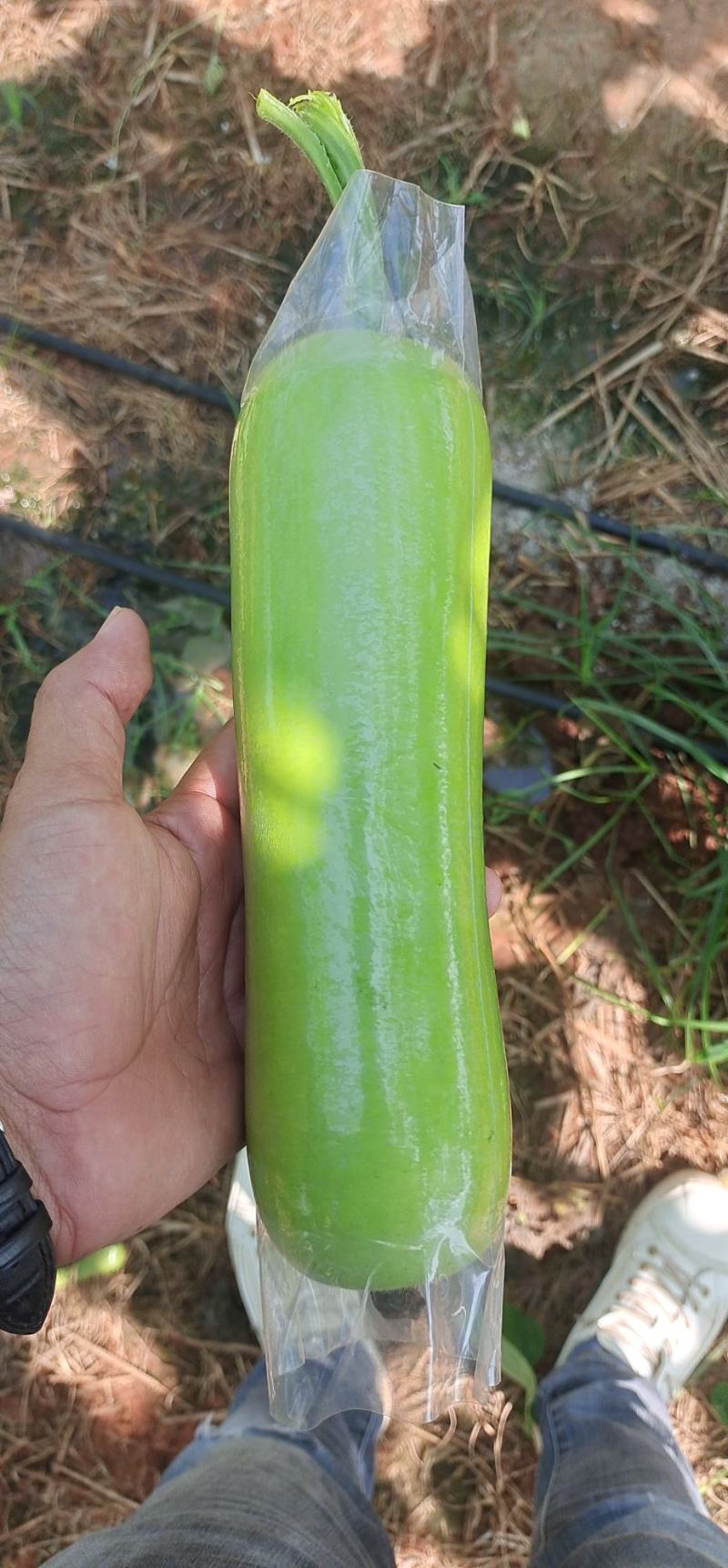 广东精品瓠子瓜