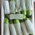 广东精品瓠子瓜