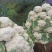 四川乐山散花菜开始大量上市产地装货，欢迎各位老板考察