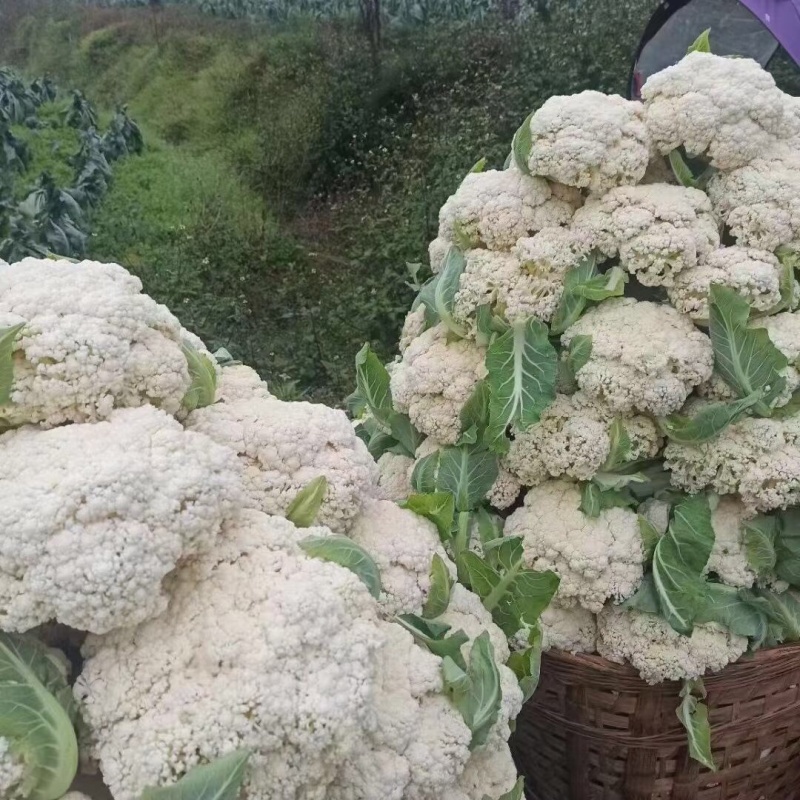 四川乐山散花菜开始大量上市产地装货，欢迎各位老板考察