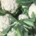 四川乐山散花菜开始大量上市产地装货，欢迎各位老板考察
