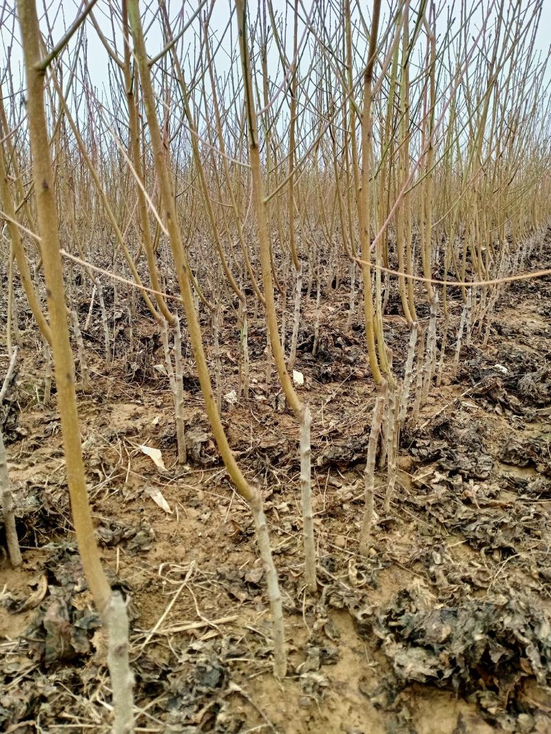 珍珠枣油桃苗1-2-3号离核早中晚珍珠枣油桃苗保品种