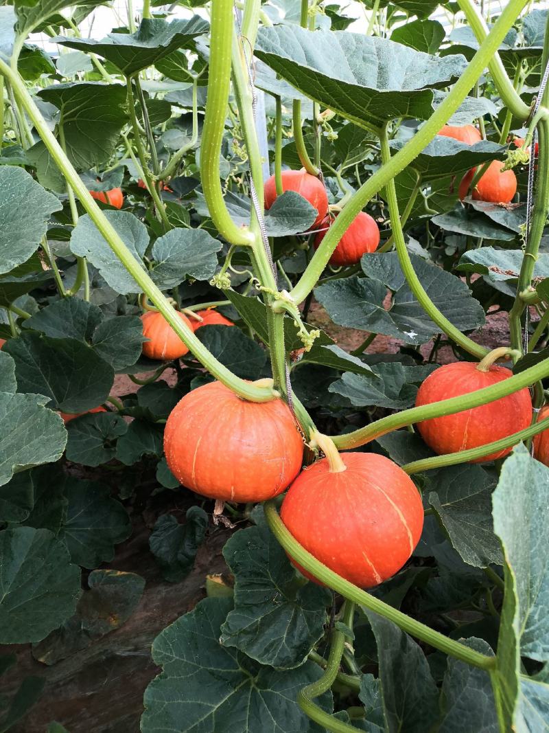 贵族南瓜，各种各样的南瓜看网店。