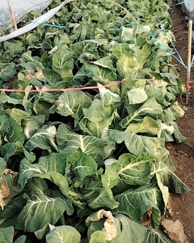 精品有机蔬菜花菜欢迎各地方老板前来采购
