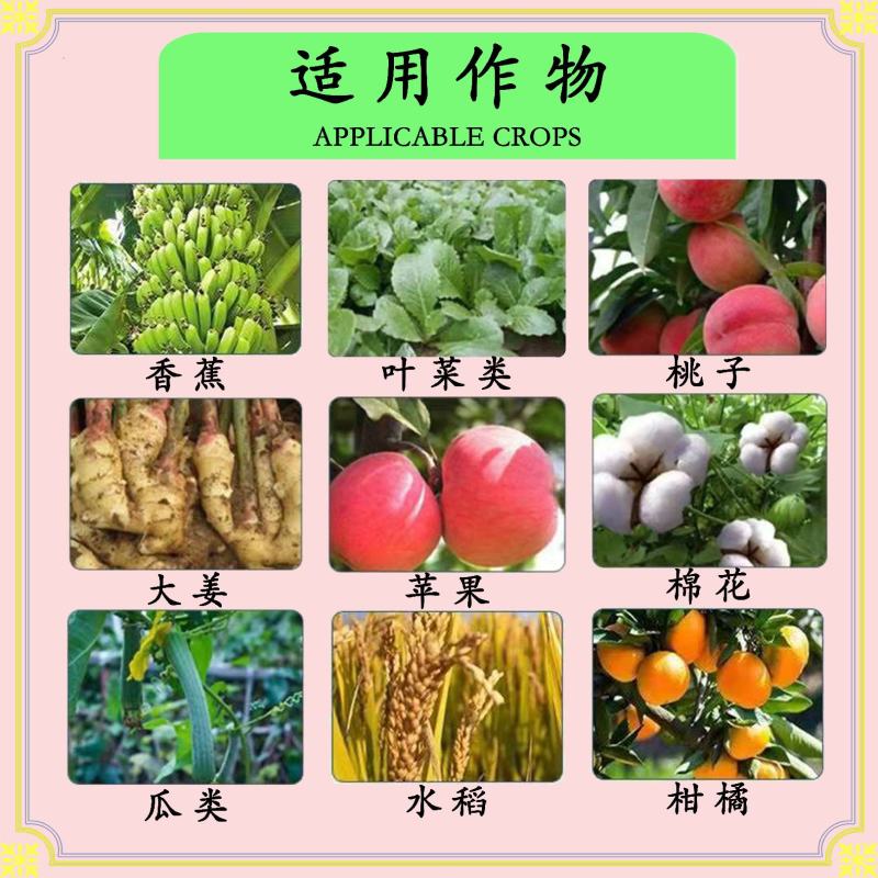 80%乙蒜素叶枯病青苔枯萎病青腐病立枯病病毒病真菌细菌病