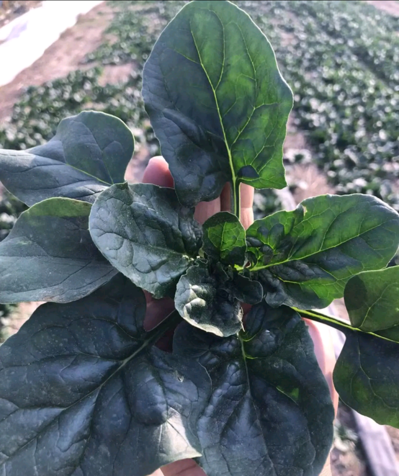 《热卖》菠菜（精品）河南陆地大棚菠菜基地可视频验货
