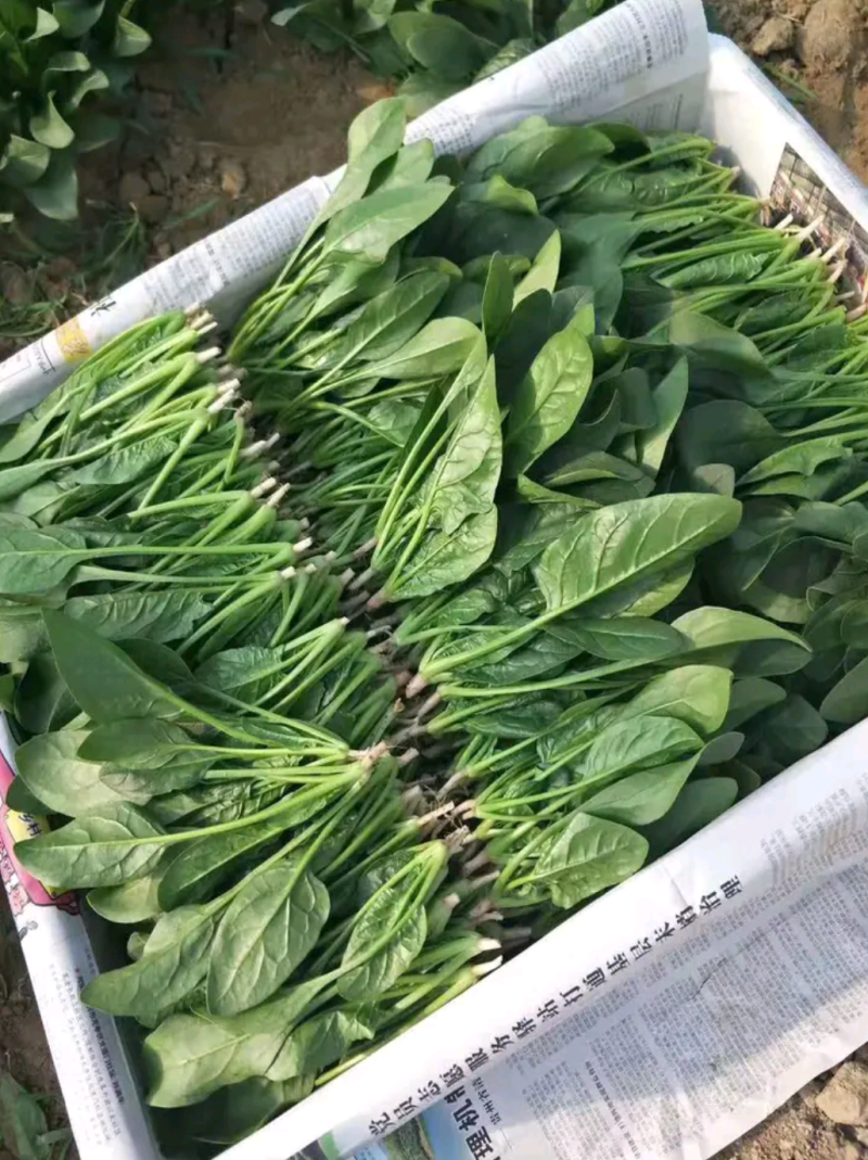 《热卖》菠菜（精品）河南陆地大棚菠菜基地可视频验货