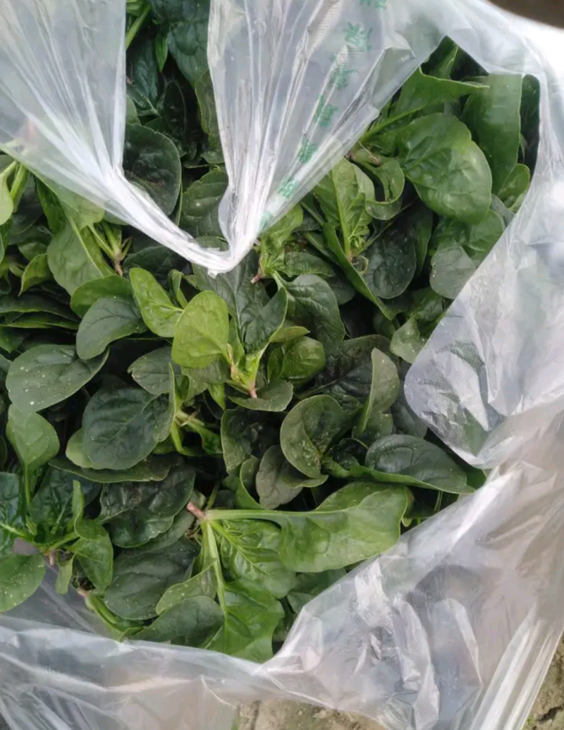 《热卖》菠菜（精品）河南陆地大棚菠菜基地可视频验货