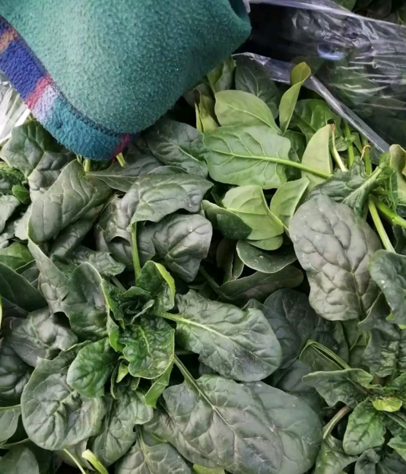 《热卖》菠菜（精品）河南陆地大棚菠菜基地可视频验货