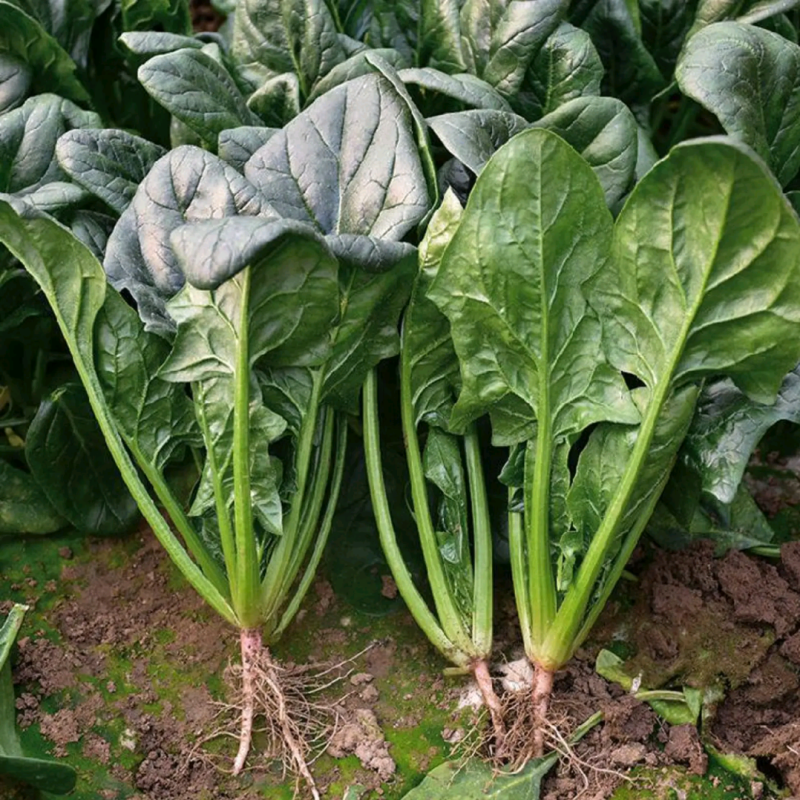 《热卖》菠菜（精品）河南陆地大棚菠菜基地可视频验货