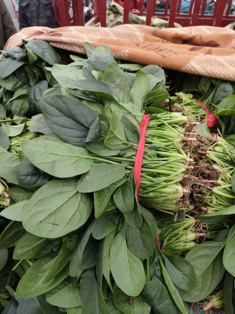 菠菜，精品菠菜，大叶菠菜大棚种植，基地直发电商超市都可发