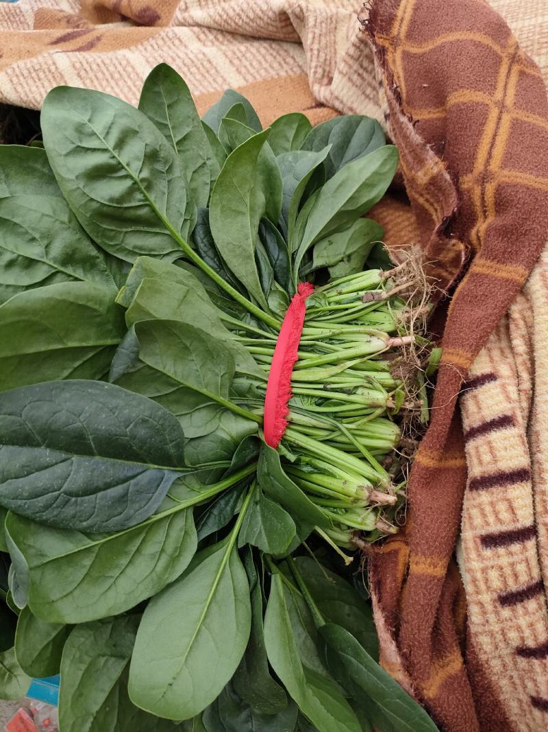 菠菜，精品菠菜，大叶菠菜大棚种植，基地直发电商超市都可发