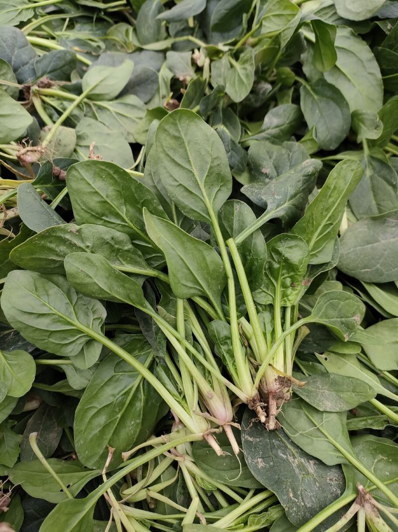 菠菜，精品菠菜，大叶菠菜大棚种植，基地直发电商超市都可发