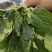 菠菜，精品菠菜，大叶菠菜大棚种植，基地直发电商超市都可发