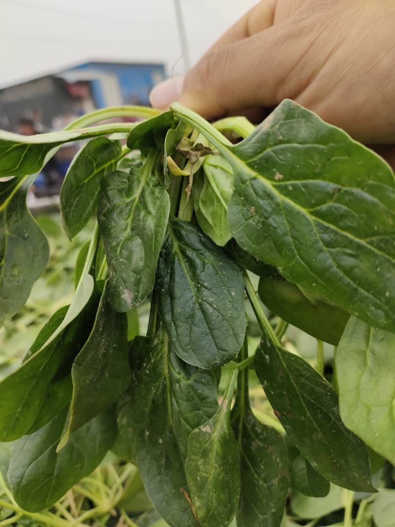 菠菜，精品菠菜，大叶菠菜大棚种植，基地直发电商超市都可发