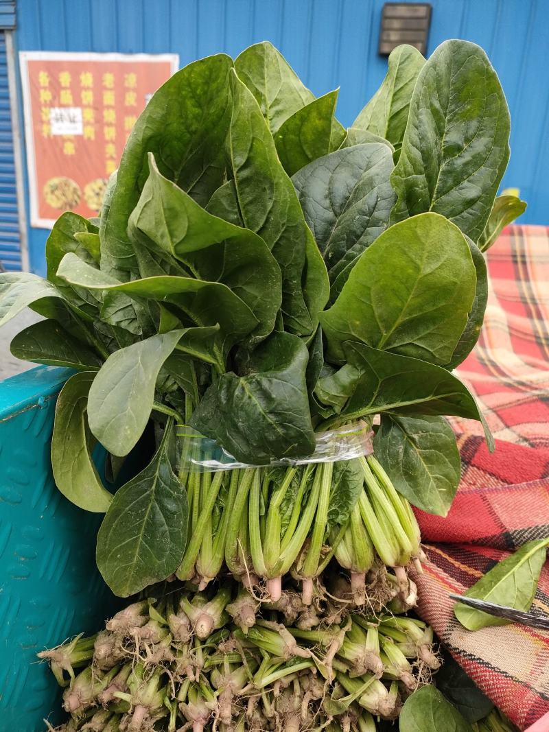 菠菜，精品菠菜，大叶菠菜大棚种植，基地直发电商超市都可发
