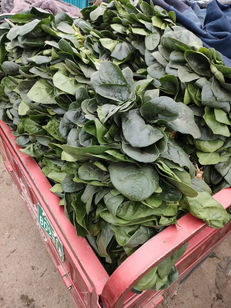 菠菜，精品菠菜，大叶菠菜大棚种植，基地直发电商超市都可发