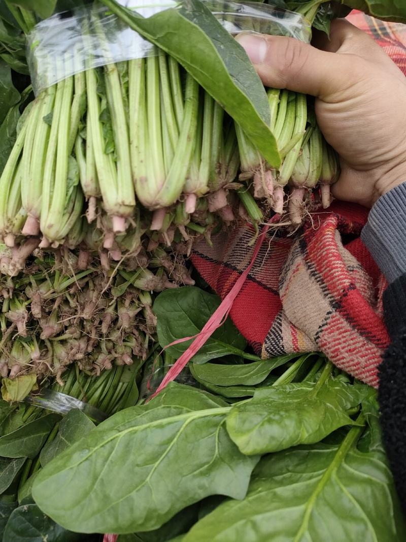 菠菜，精品菠菜，大叶菠菜大棚种植，基地直发电商超市都可发